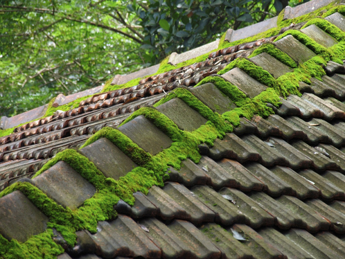 Démoussage de toiture à Saint-Vert